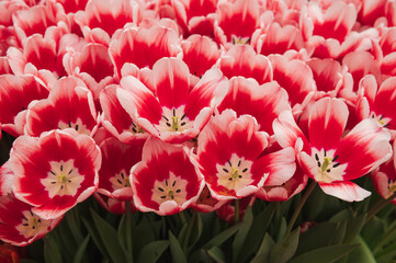 Red and white tulips in a flower bed