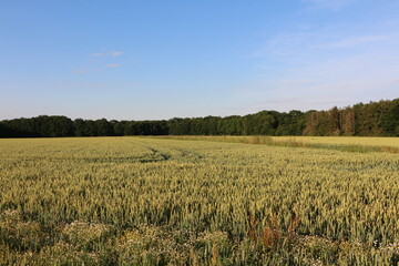 Weite Felder im Sommer in Menden im Sauerland	