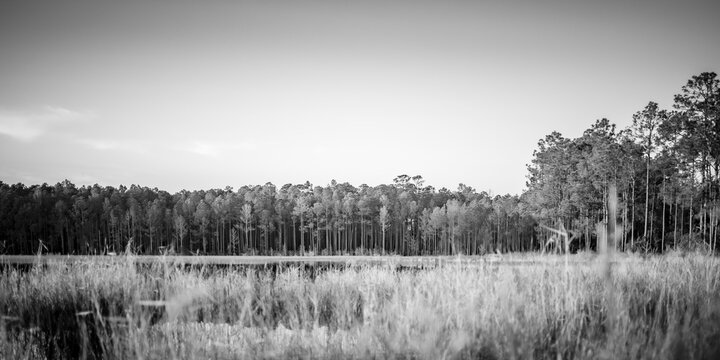 Forest and Swamp Landscapes