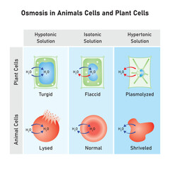 Osmosis in Animal Cells and Plant Cells Scientific Design. Vector Illustration.