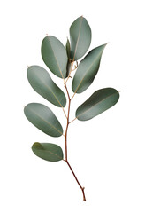 A single eucalyptus branch over isolated background 