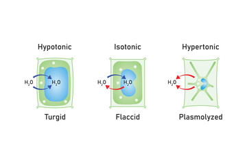 Plasmolysis, Flaccidity and Turgidity of Plant Cells Scientific Design. Turgid and Plasmolyzed Cells. Vector Illustration.	