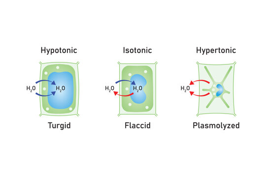 Plasmolysis, Flaccidity and Turgidity of Plant Cells Scientific Design. Turgid and Plasmolyzed Cells. Vector Illustration.	