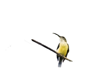 Bird In PNG