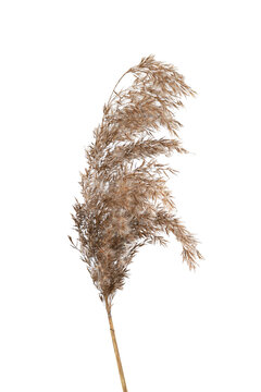 Dry reed isolated on white background. Fluffy dry grass flower Phragmites, autumn or winter herb.