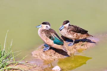Closeup of a Pair of Blue Billed Teals in the wetland swamps of the Amboseli National Park, Kenya