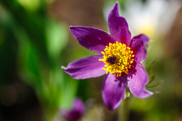 Flowers Pulsatilla vulgaris 'Bells Violet'
