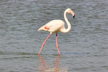 A Greater Flamingo wades through the shallow waters of Lake Amboseli at the Amboseli National park, Kenya