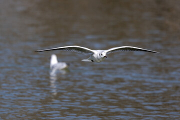 The European Herring Gull, Larus argentatus is a large gull. Here flying in the air.