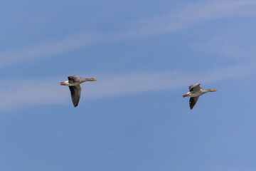 The flying greylag goose, Anser anser is a species of large goose