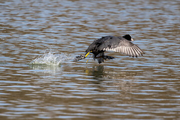 Eurasian coot, Fulica atra chasing each other by running across the water
