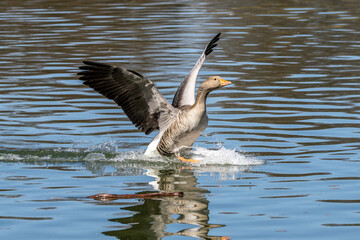 The greylag goose spreading its wings on water. Anser anser is a species of large goose - obrazy, fototapety, plakaty