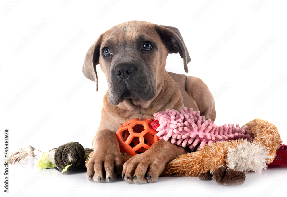 Wall mural puppy cane corso