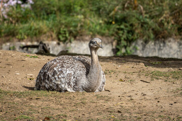 Darwin's rhea, Rhea pennata also known as the lesser rhea.