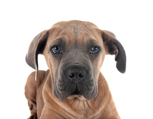 puppy cane corso
