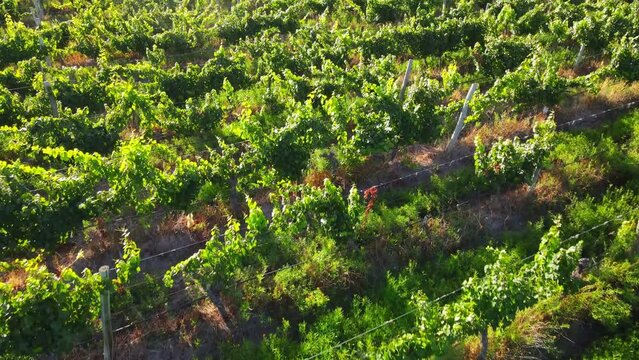 Vineyards of the Mendoza region - Argentina