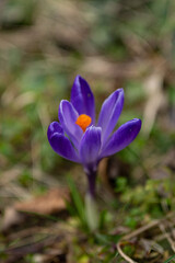 macro of a purple crocus flower