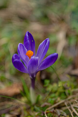 macro of a purple crocus flower