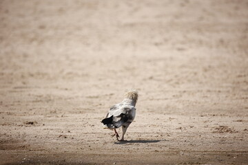 Egyptian vulture on the bank of the Chambal river in India