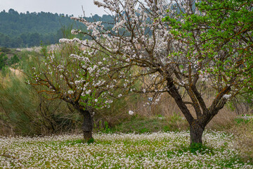 Almond trees in bloom in the Region of Murcia