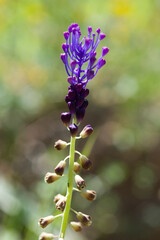  sapphire flowers in the spring muscari Sardinia, italy