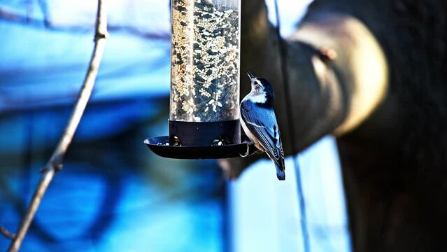 White breasted nuthatch at bird feeder with seeds