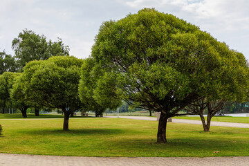 Fototapeta premium A beautiful park with footpaths, green mowed lawn and beautiful trees