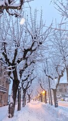 winter in the park