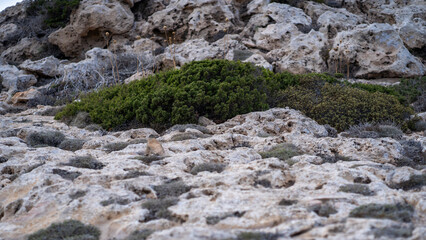 Fototapeta na wymiar Green moss growing on surface of rocks in Cape Greco National Park, Cyprus