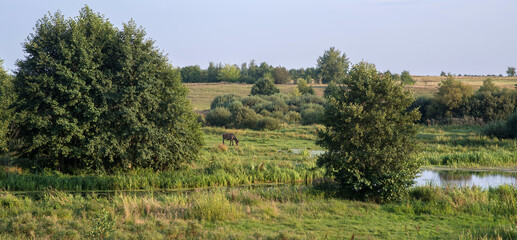 Summer landscape with a horse on the grassy bank of the river floodplain among the trees.