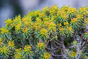 tree spurge (Euphorbia dendroides). Alghero. Sardinia. Italy