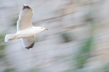 seagull in flight, blur effect. Yellow-legged Herring Gull, Alghero (SS), Sardegna, Italia