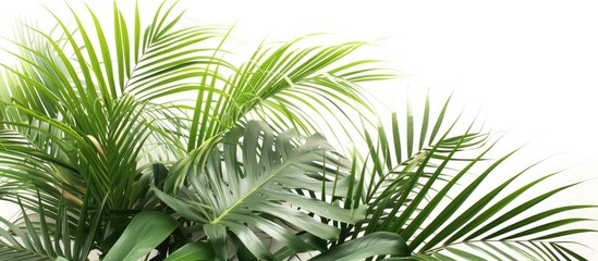 This close-up showcases the vibrant green leaves of a palm tree. The intricate details of the leaves are highlighted against a white background, giving a clear view of the plants natural beauty.