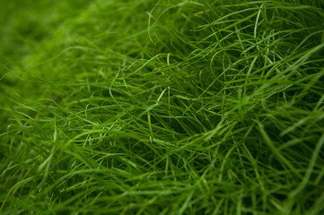 fresh green grass in spring