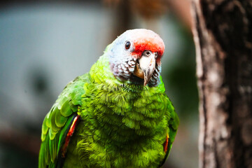 portrait of a Amazona brasiliensis green feather parrot bird