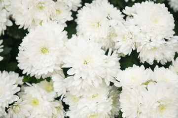 white chrysanthemums in a flower bed