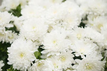 white chrysanthemums in a flower bed
