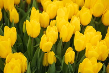 yellow tulips in a flower bed