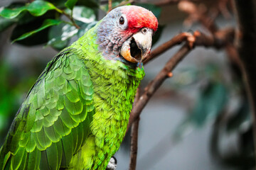 portrait of a Amazona brasiliensis green feather parrot bird