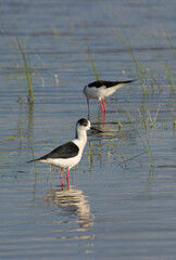Cavaliere d'Italia Black-winged Stilt (Himantopus himantopus) Stintino, SS, Sardegna, Italy
