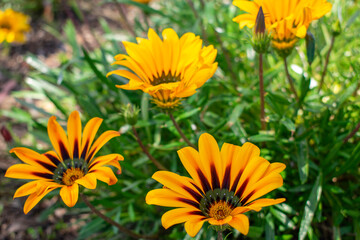Yellow flowers in the wind
