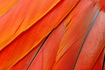Naklejka premium A close-up of vibrant orange feathers showcasing intricate textures and patterns.