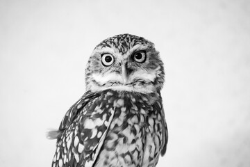 portrait of a burrowing owl - feathers, camera stare