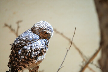 portrait of a burrowing owl - feathers, camera stare
