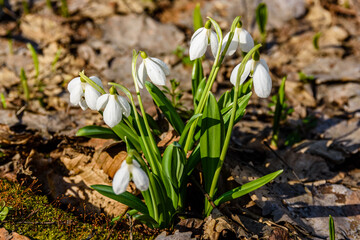 White blooming snowdrops (galanthus nivalis) at the forest on early spring