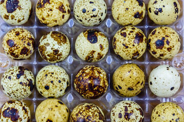 Spotted quail eggs in a plastic box. Healthy nutrition. Top view
