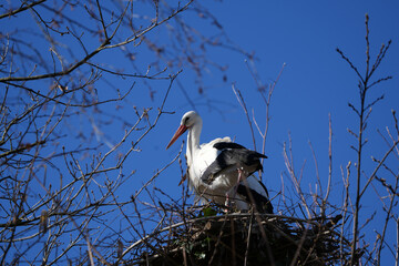 white stork portrait against a blue sky, bird photography, posing, perched stork