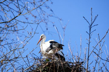 white stork portrait against a blue sky, bird photography, posing, perched stork