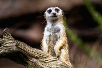 Meerkat standing upright on a grassy plain in Africa. The meerkat is looking around for predators. - 745374386