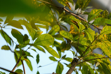 green leaves on the tree jungle foliage wallpaper backgound
